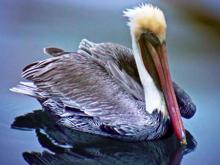 Larry Rabio Brown Pelican.jpg