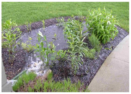 rain garden image1.jpg