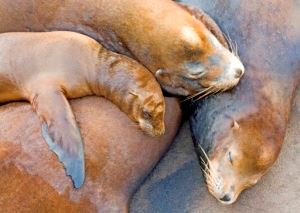 Teddy Llovett Sleeping Lions Small